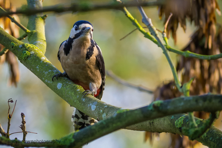 Great Spotted Woodpecker