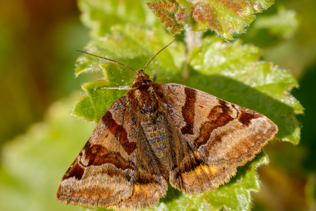 Burnet Companion Moth