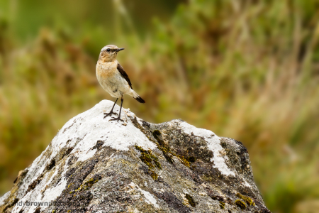 Wheatear (f)