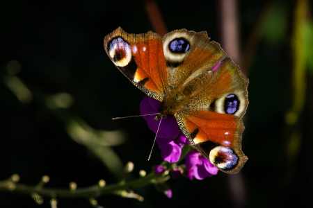 The first butterfly of Spring