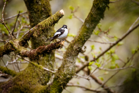 Pied Flyctacher (m) (Explored 22 May 2016)