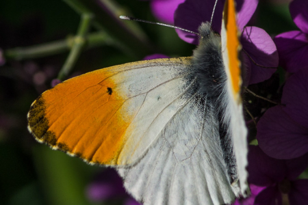 Orange Tip