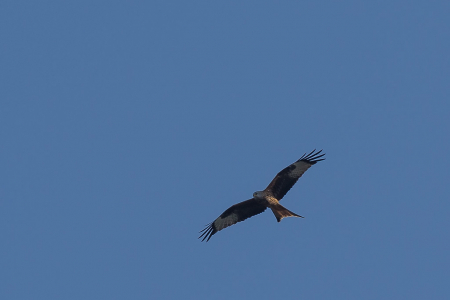 Red Kite