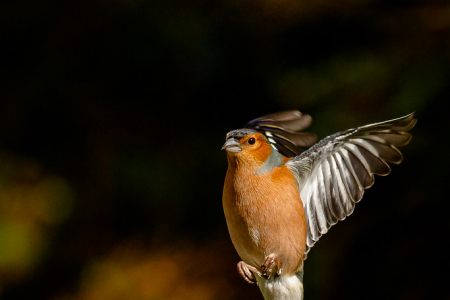Chaffinch
