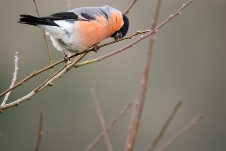 Bullfinch (male)