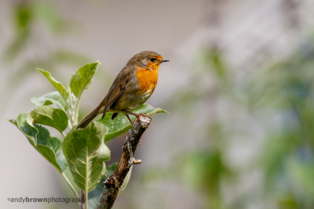 Juvenile Robin