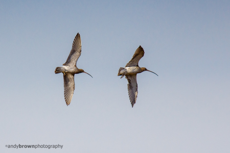 Curlew