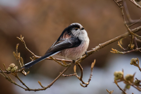 Long-tailed Tit
