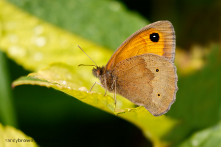 Meadow Brown