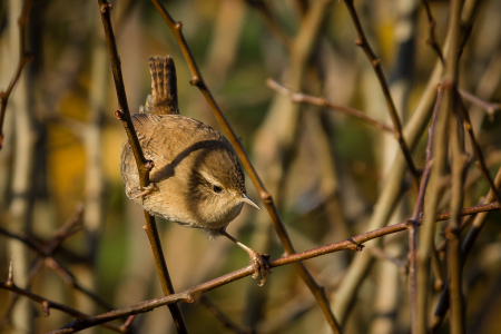 Acrobat