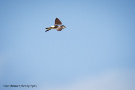 House Martin