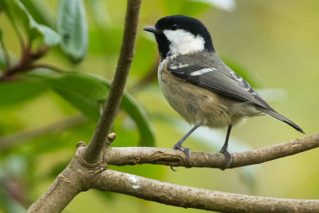 Coal Tit