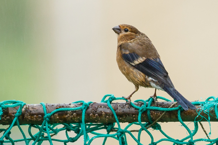 Juvenile Bullfinch 2