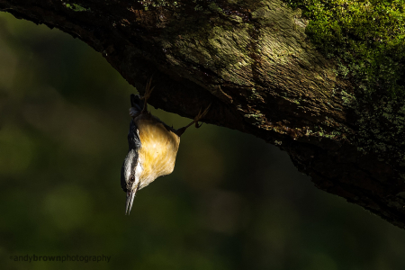 Nuthatch