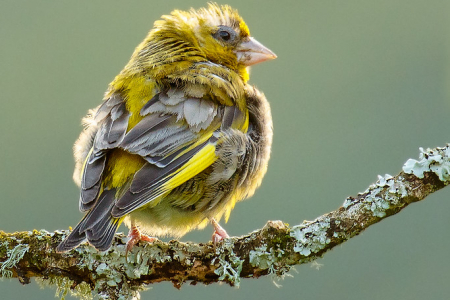 Greenfinch