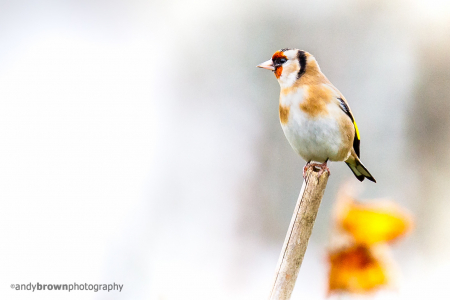 Goldfinch