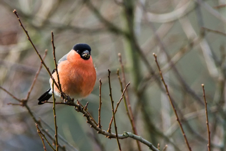 Male Bullfinch