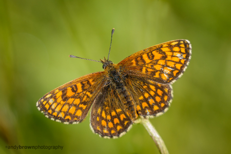 Heath Fritillary