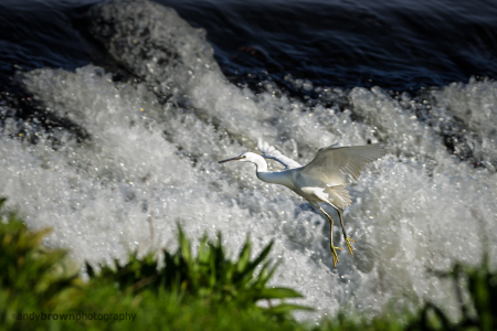 Little Egret