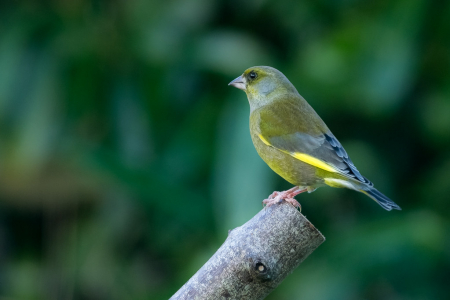 Greenfinch