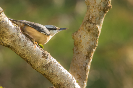 Nuthatch