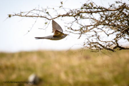 Cuckoo in flight