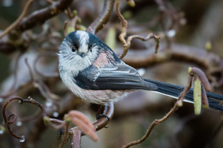 Long-tailed Tit on Corkscrew Hazel