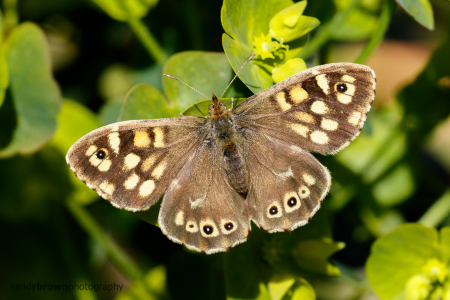Speckled Wood