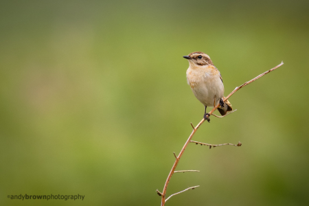 Whinchat (f) II
