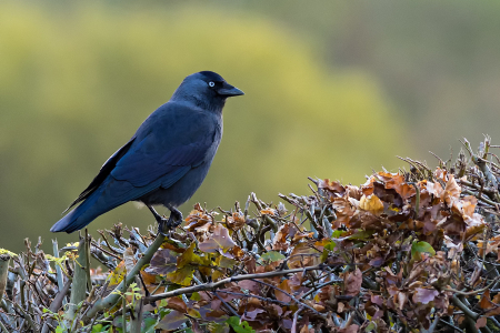 Jackdaw