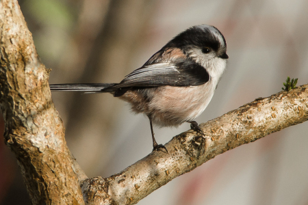 Long-tailed Tit
