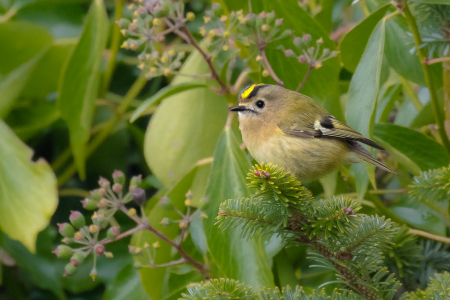 Goldcrest
