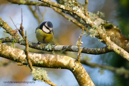 Blue Tit
