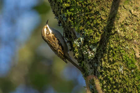 Treecreeper