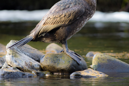 Cormorant