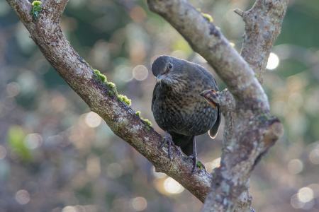 Female Blackbird