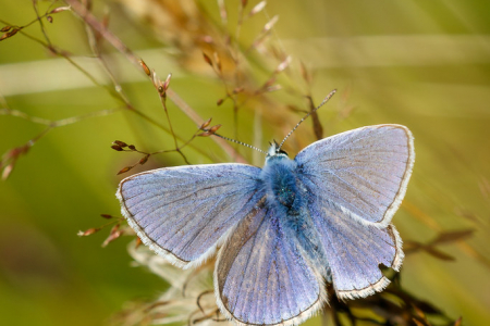 Common Blue (m)