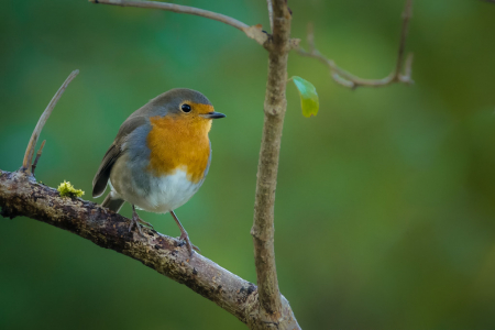 Robin