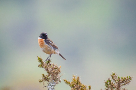 Stonechat (male)