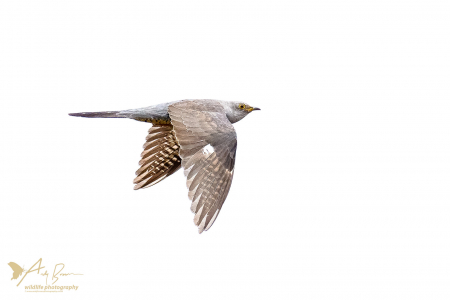 Cuckoo in flight 3