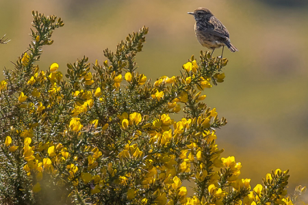 Female Stonechat on Gorse