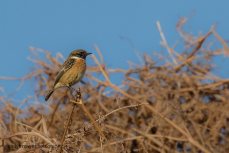 Stonechat (male)