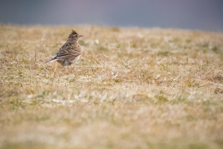 Skylark