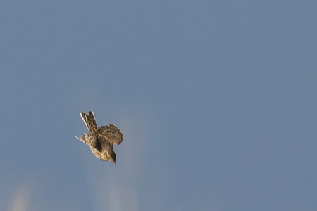 Flight of the Skylark #3