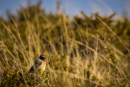 Male Stonechat