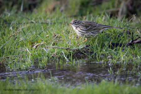 Meadow Pipit in a meadow
