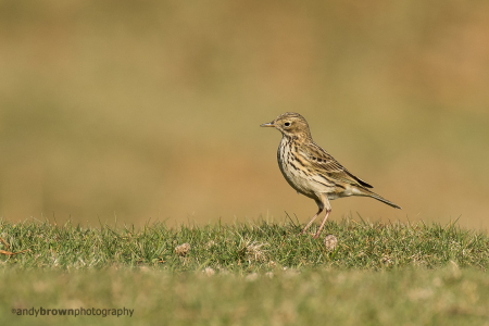 Meadow Pipit
