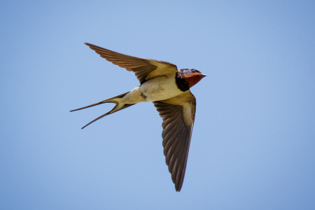 Swallow