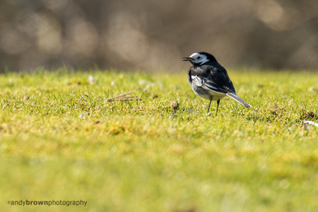 Pied Wagtail