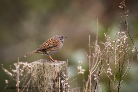 Dunnock on a post